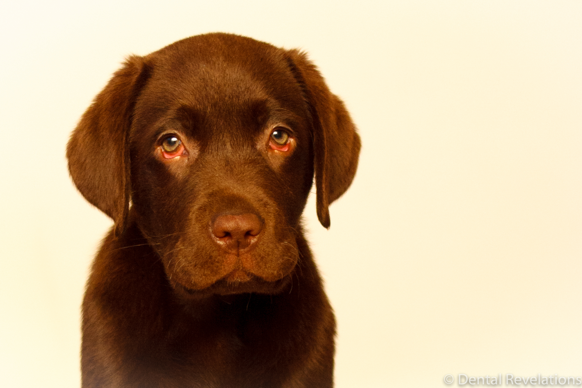 Dental Revelations Blog-15